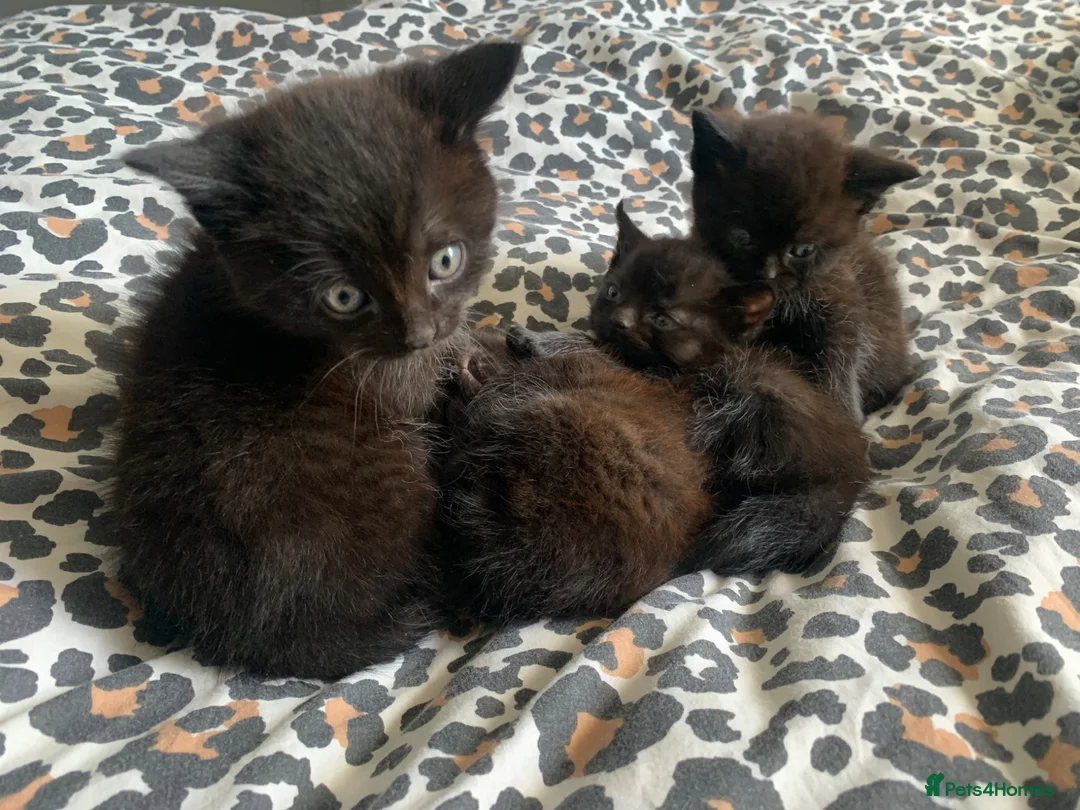 Mixed Breed cats for sale: Kittens  - Advert 6