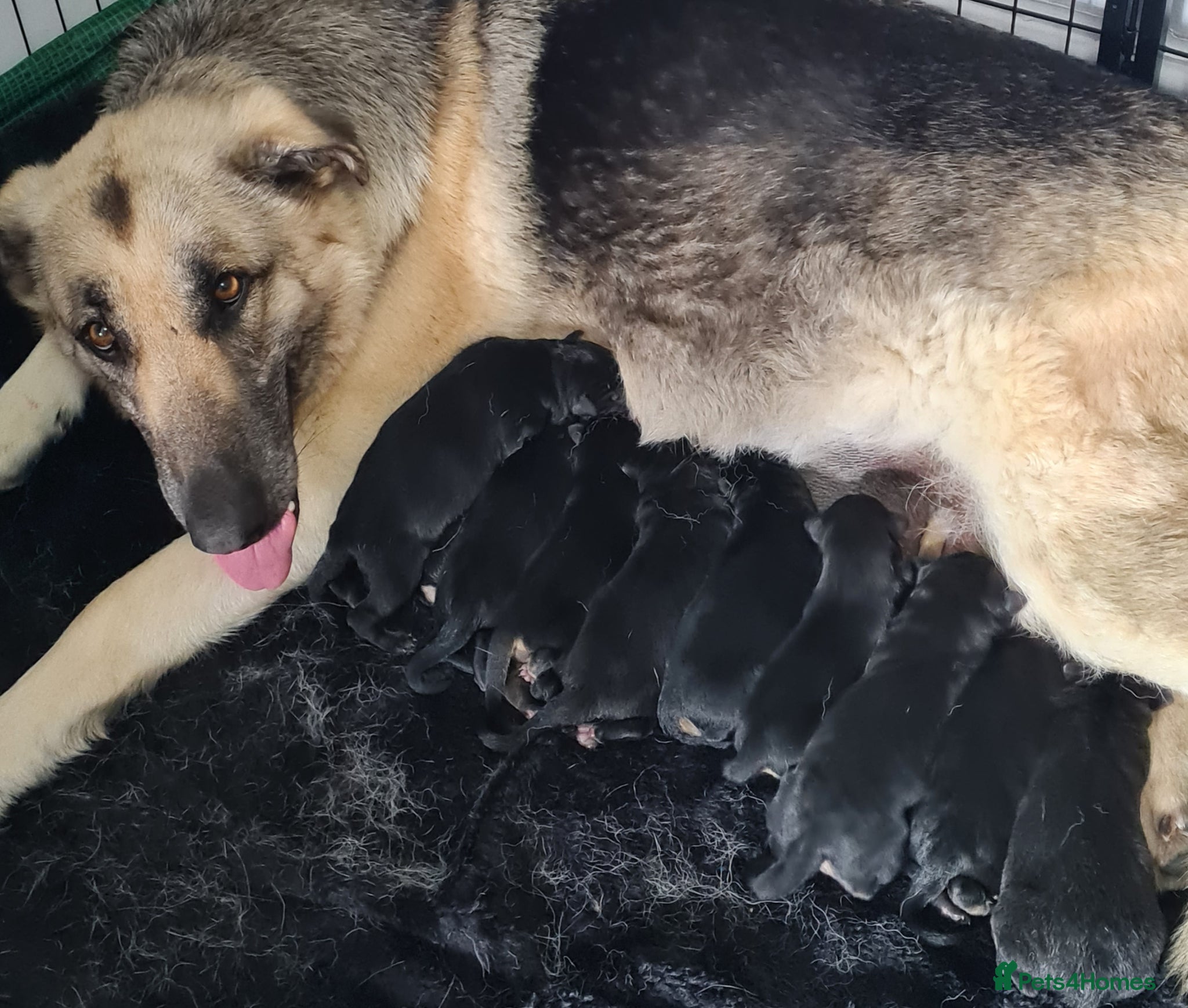 German Shepherd dogs Last 2 chunky pups available - Advert 1