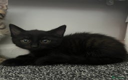Maine Coon cats for sale: 2 boy kittens ready to go  - Image 4