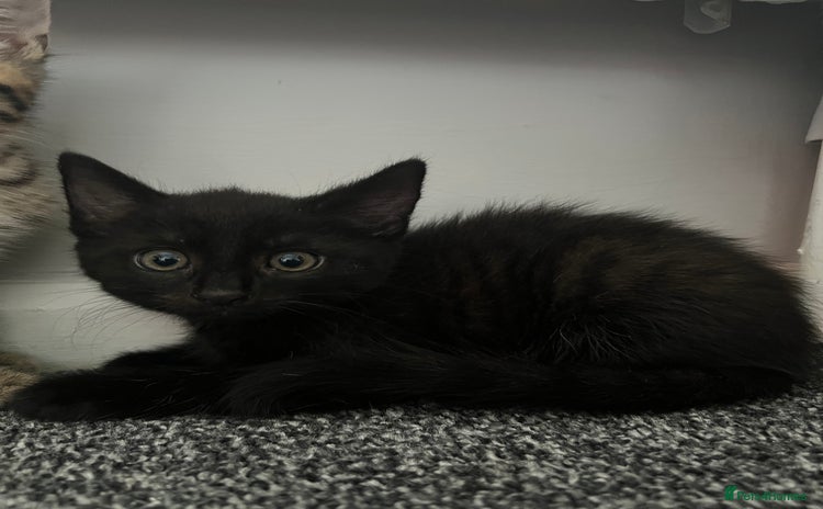 Maine Coon cats - Advert 2
