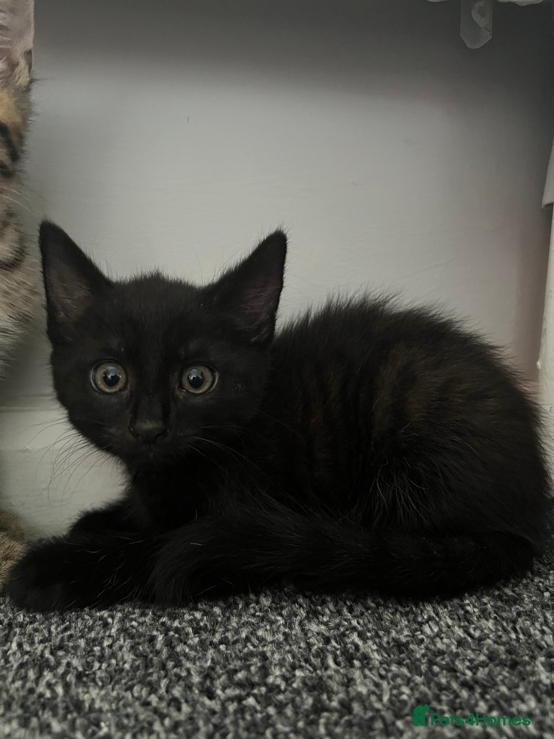 Maine Coon cats for sale: 2 boy kittens ready to go  - Image 4