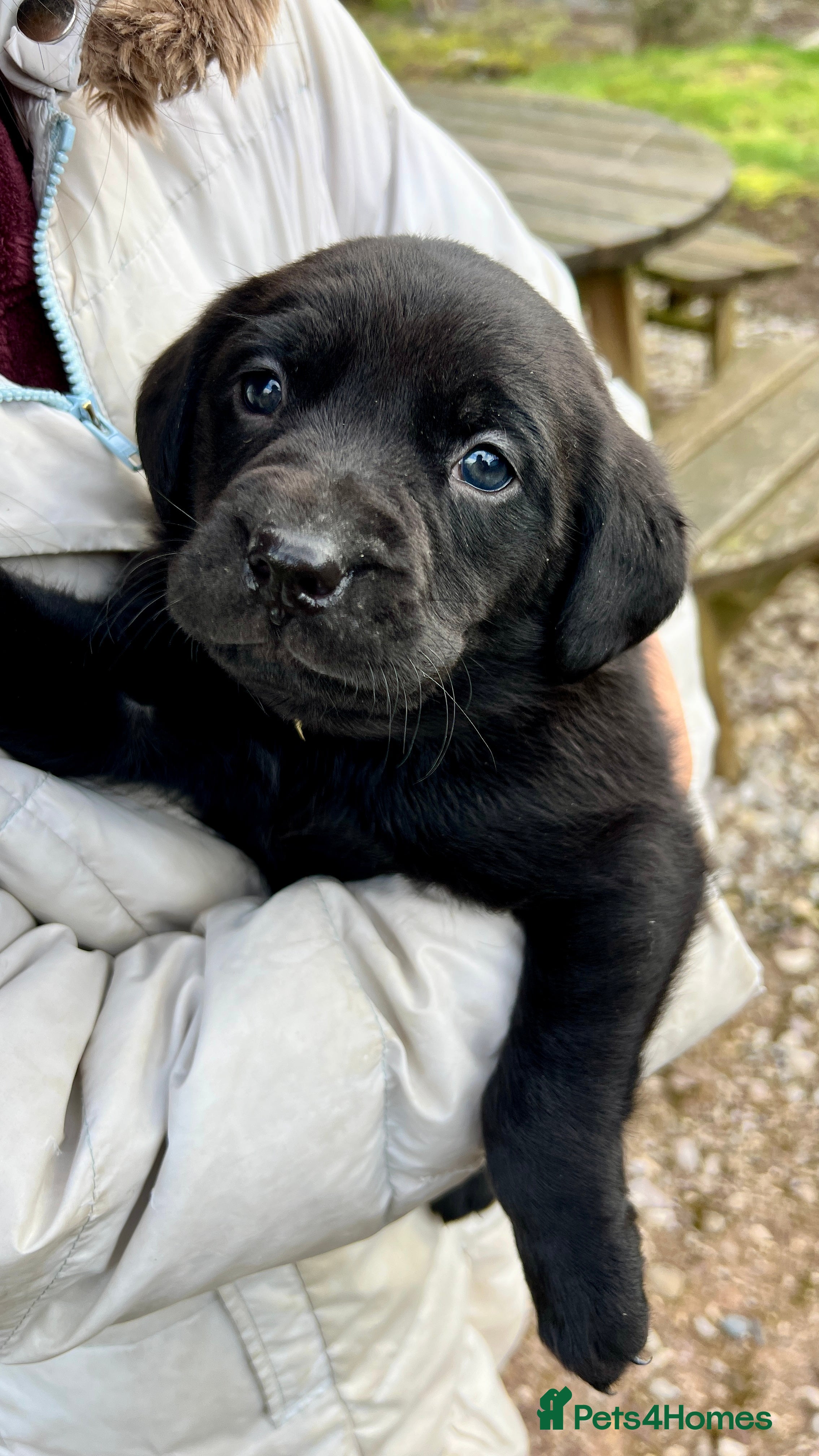 Labrador Retriever dogs KC Registered black Labrador Puppies for sale - Advert 9
