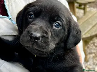 Labrador Retriever dogs KC Registered black Labrador Puppies for sale - Advert 3