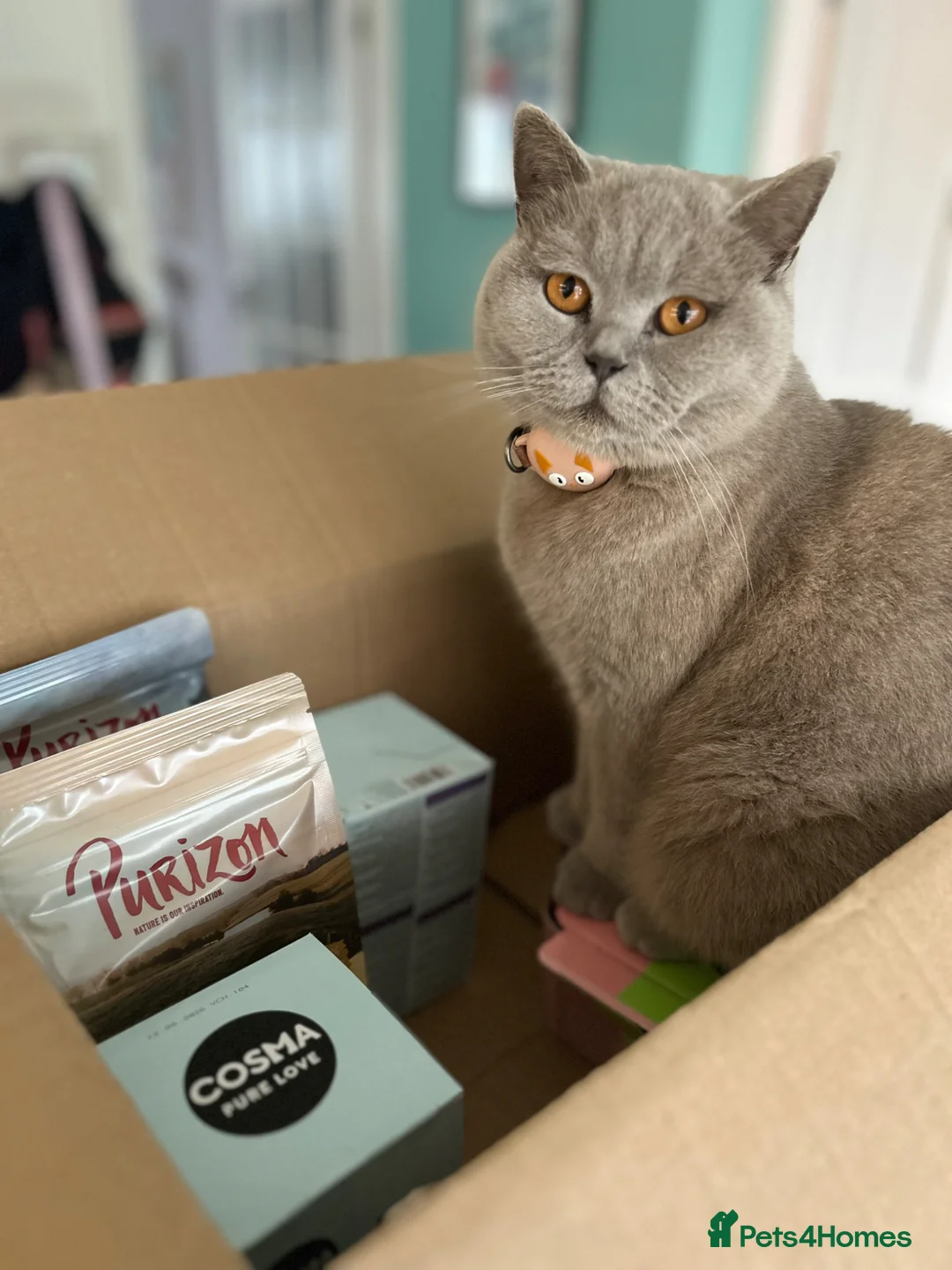 British Shorthair cats for sale: Chunky BDH / Ragdoll kittens  - Advert 2