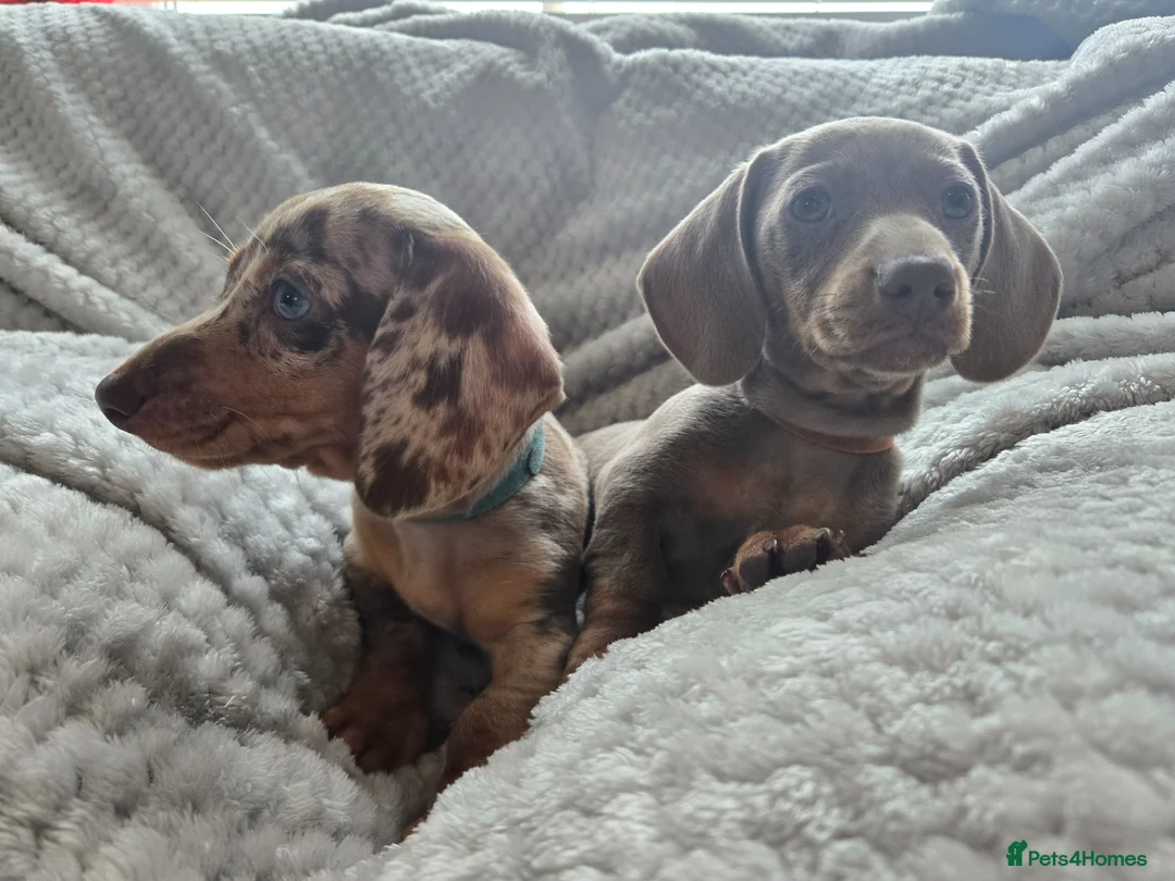 Miniature Dachshund dogs for sale: Only 2 left! Miniature Dachshund Puppies - Advert 2