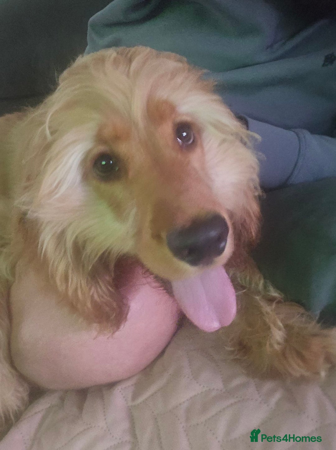 Cocker Spaniel dogs for sale: Buddy - Advert 3