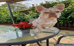French Bulldog dogs for sale: French bulldog - Image 4