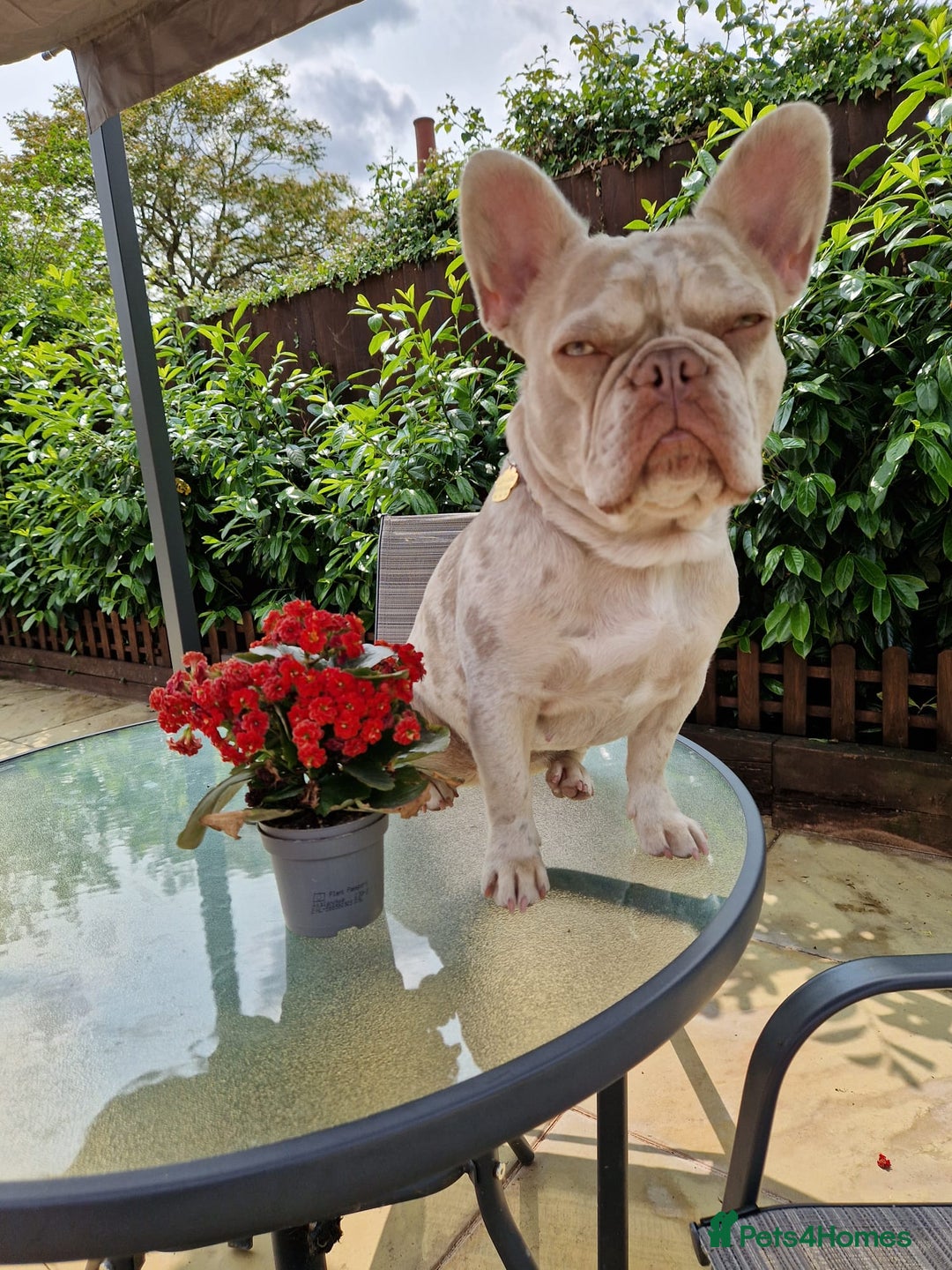 French Bulldog dogs for sale: French bulldog - Image 4