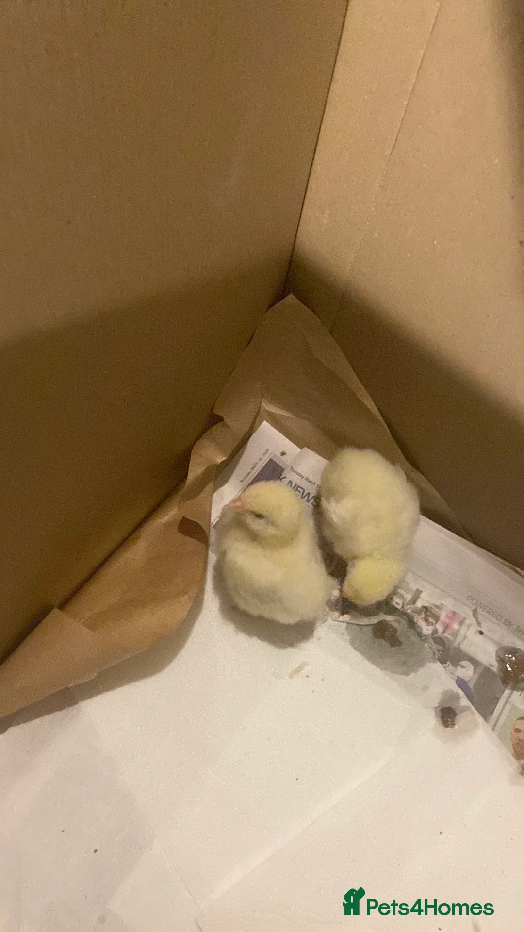 Chickens poultry for sale: 8 day old chicks with equipment  in Feltham - Advert 1