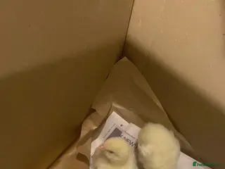 Chickens poultry 8 day old chicks with equipment - Advert 1