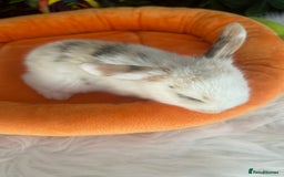 Mini Lop rabbits for sale: Pure Breed Mini lops  - Image 7