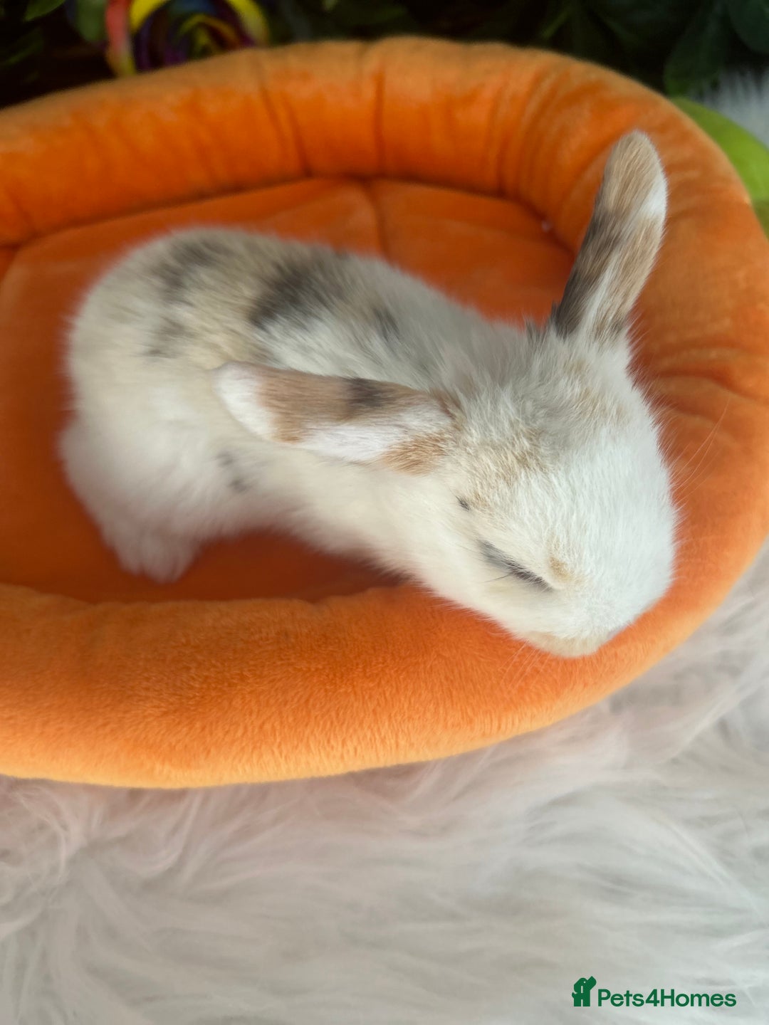Mini Lop rabbits for sale: Pure Breed Mini lops  - Image 7
