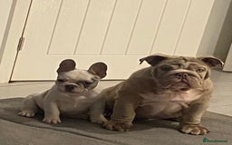 French Bulldog dogs for sale: Beautiful French bull dog boy  - Image 5