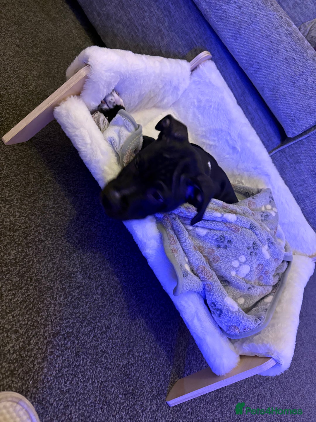 Staffordshire Bull Terrier dogs for sale: Last male puppy left  - Advert 2