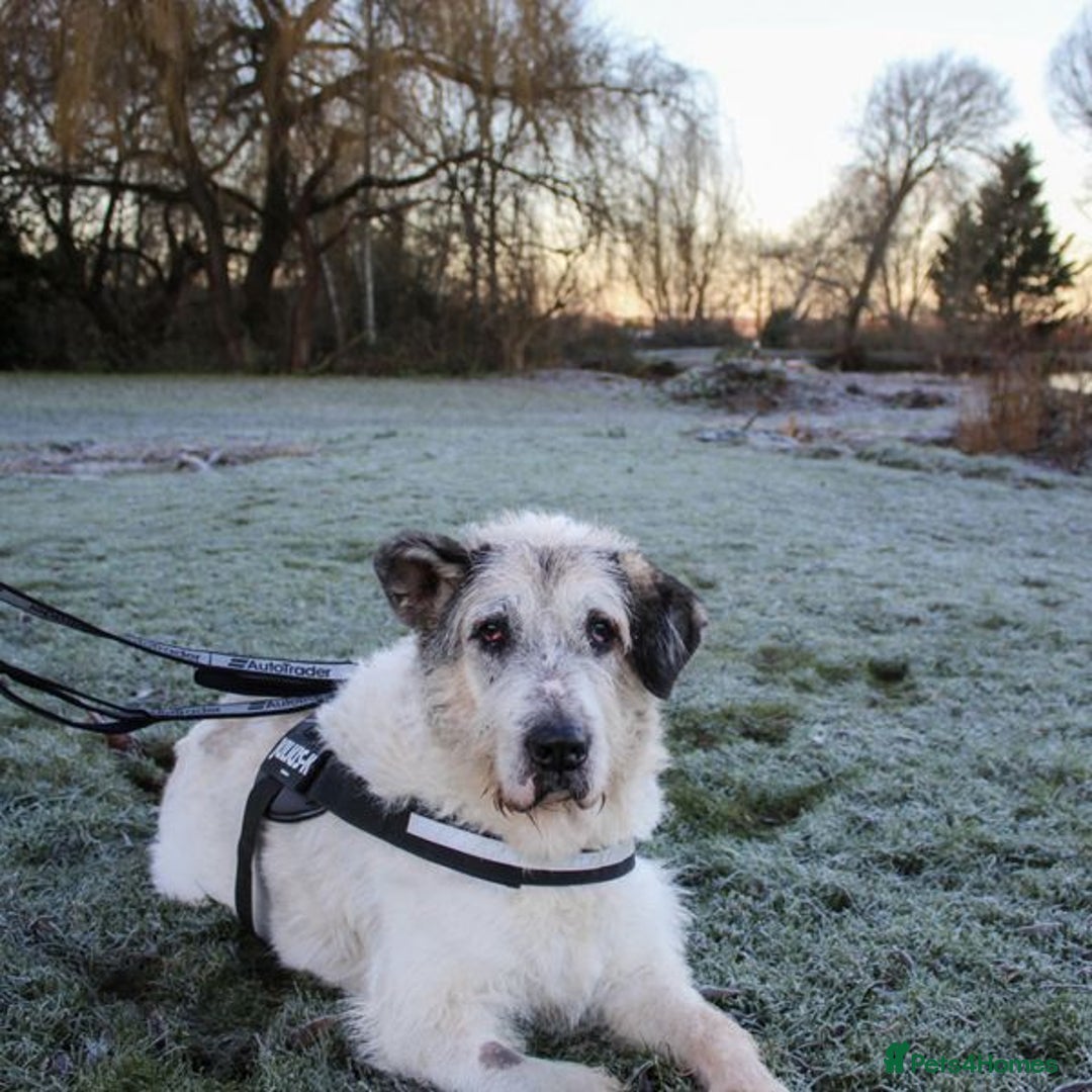 Mixed Breed dogs for adoption: Ted is 15 years young, sadly in need of a home!  - Advert 6