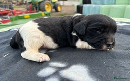 English Springer Spaniel dogs for sale: Gorgeous marked English Springer Spaniel pups  - Image 19