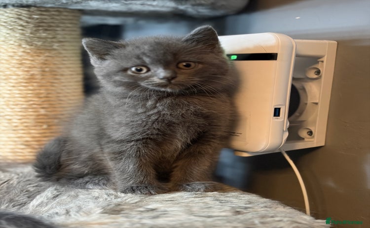 British Shorthair cats - Advert 2