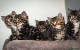 Mixed Breed cats for sale: Gorgeous Mixed Breed Kittens for Sale - Image 1