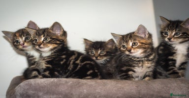 Mixed Breed cats - Advert 1