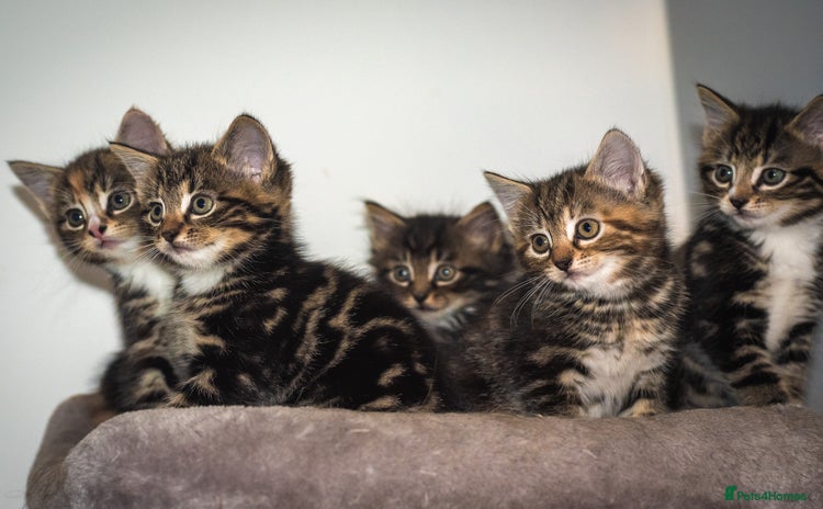 Mixed Breed cats - Advert 6