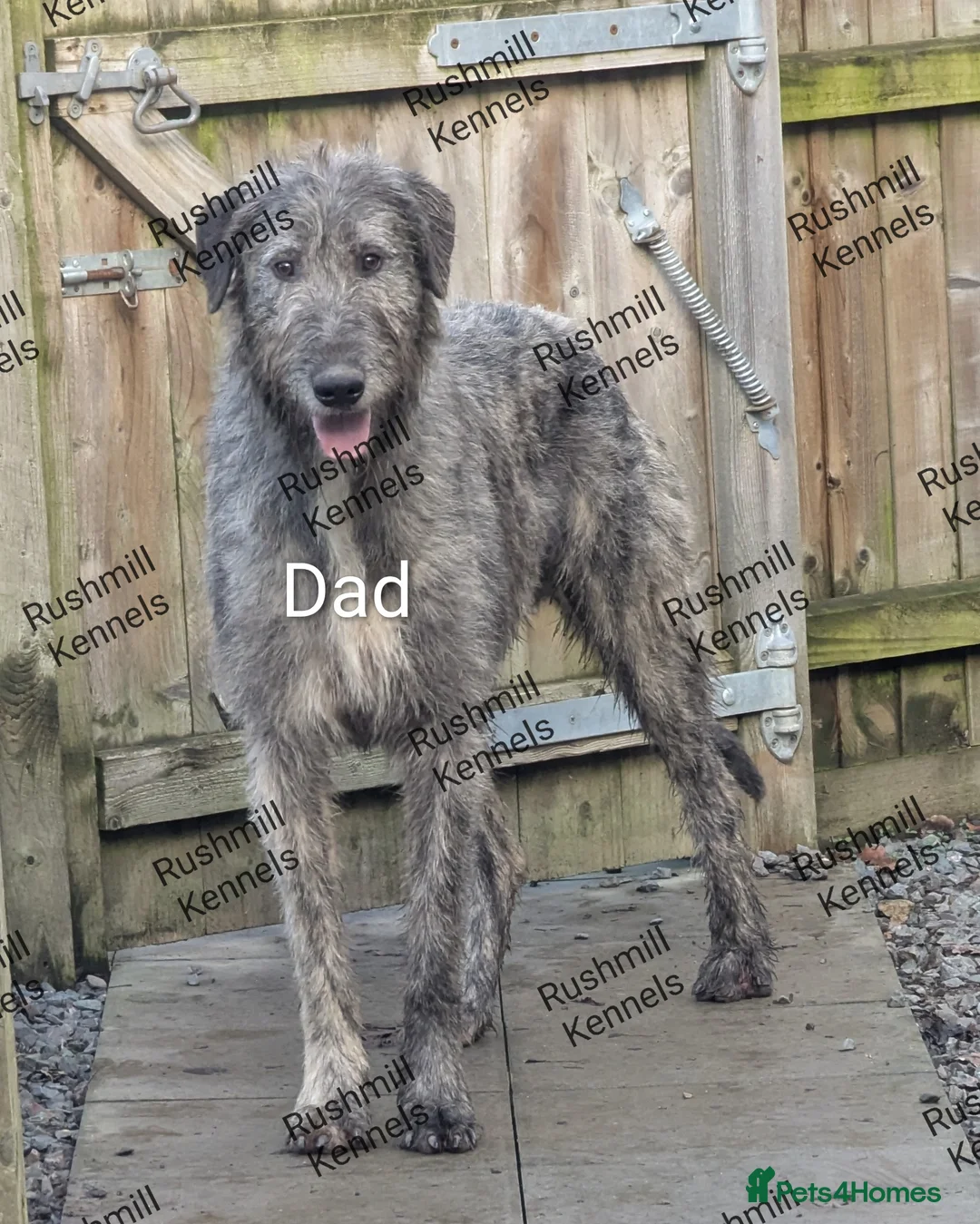 Irish Wolfhound dogs for sale: Wolfhound/Deerhound pups - Advert 6