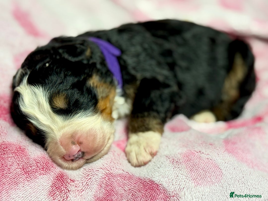 Bernese Mountain Dog dogs for sale: KC Registered Bernese Mountain Dog Puppies - Advert 8