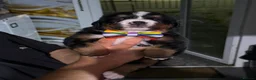 Bernese Mountain Dog dogs for sale: Bernese mountain Puppy  - Advert 16