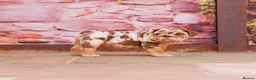 English Bulldog dogs for sale: Top Tier English Bulldogs READY NOW!! - Advert 7