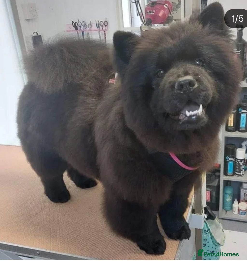 Chow Chow dogs Pearl the chow chow - Advert 2