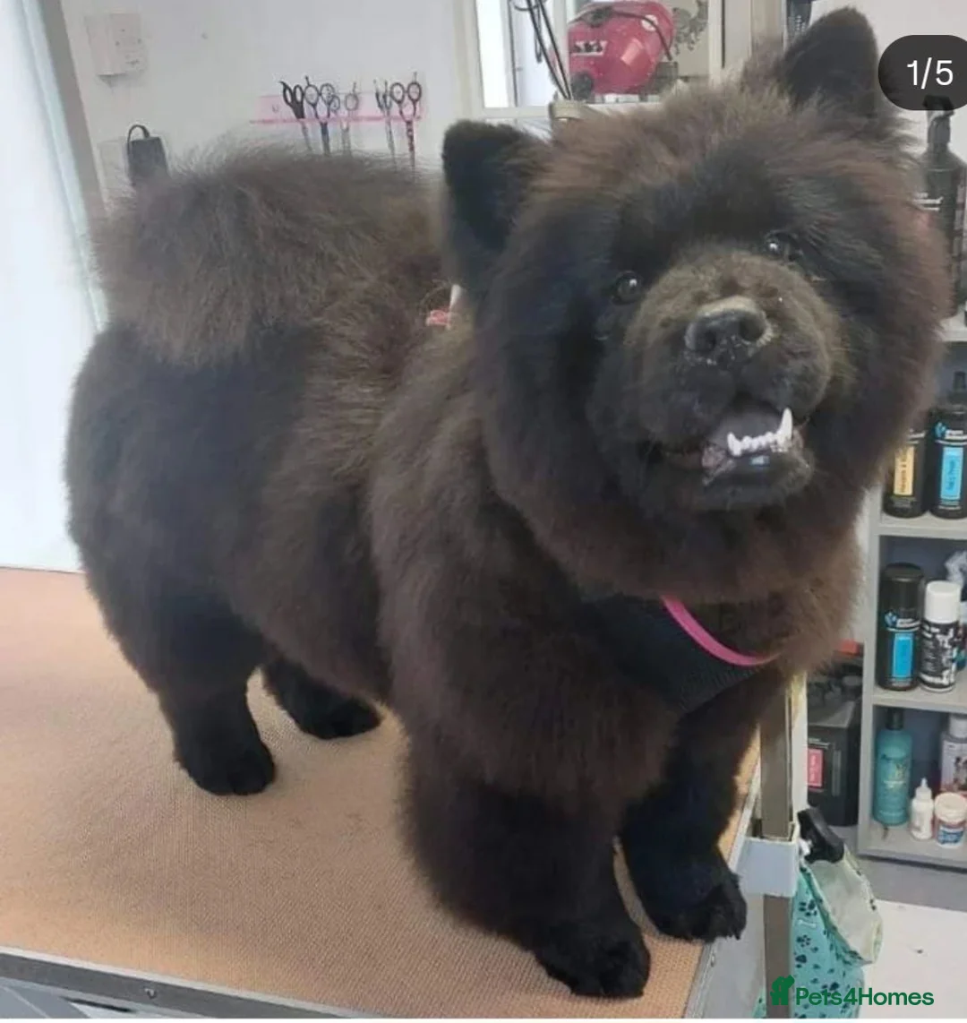 Chow Chow dogs for sale: Pearl the chow chow in Southport - Advert 1