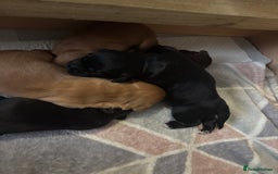 Cocker Spaniel dogs for sale: KC reg Cocker Spaniel puppies  - Image 7