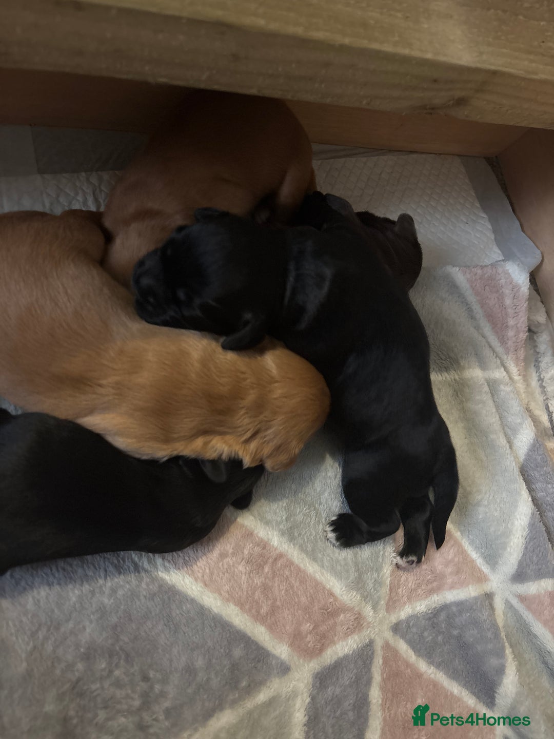 Cocker Spaniel dogs for sale: KC reg Cocker Spaniel puppies  - Image 7