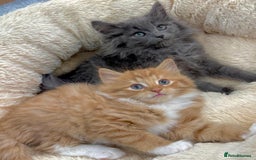 Mixed Breed cats for sale: LOVELY KITTENS  - Advert 5