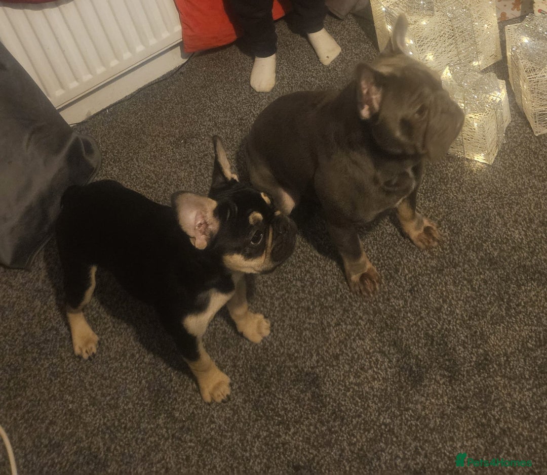 French Bulldog dogs for sale: Beautiful female frenchie - Advert 6