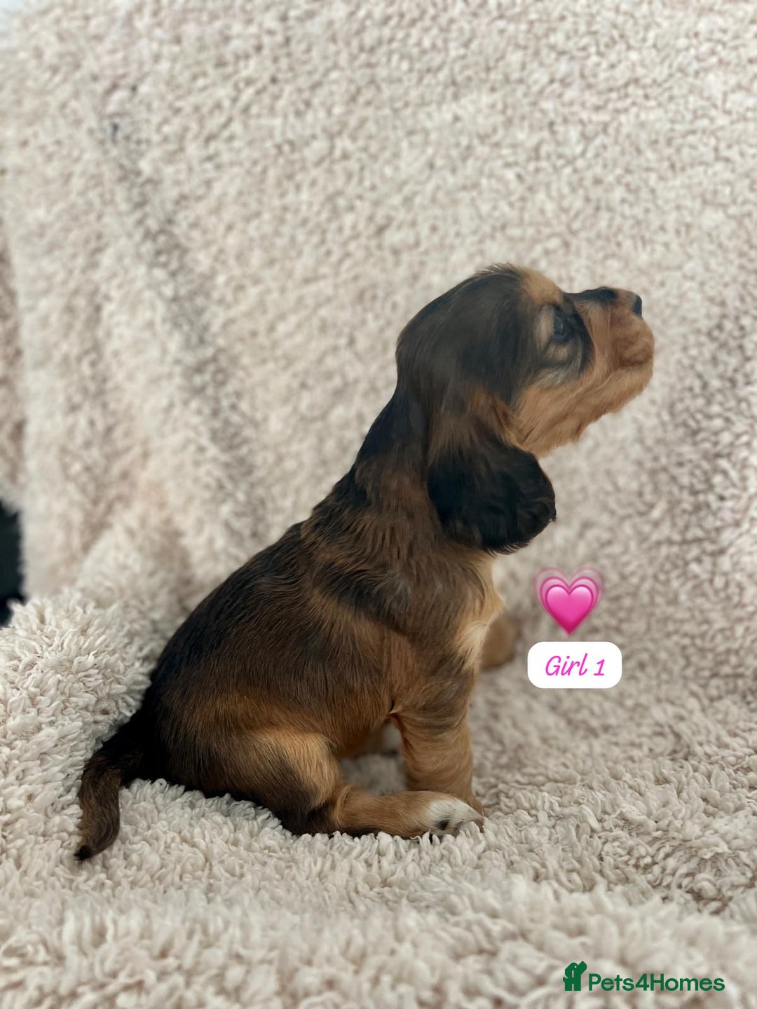 Cocker Spaniel dogs for sale: 🐾 Adorable Cocker Spaniel Puppies for Sale! 🐾  - Image 11