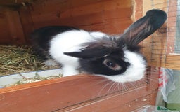 Mini Lop rabbits for sale: Spayed and neutered rabbits for adoption - Image 11