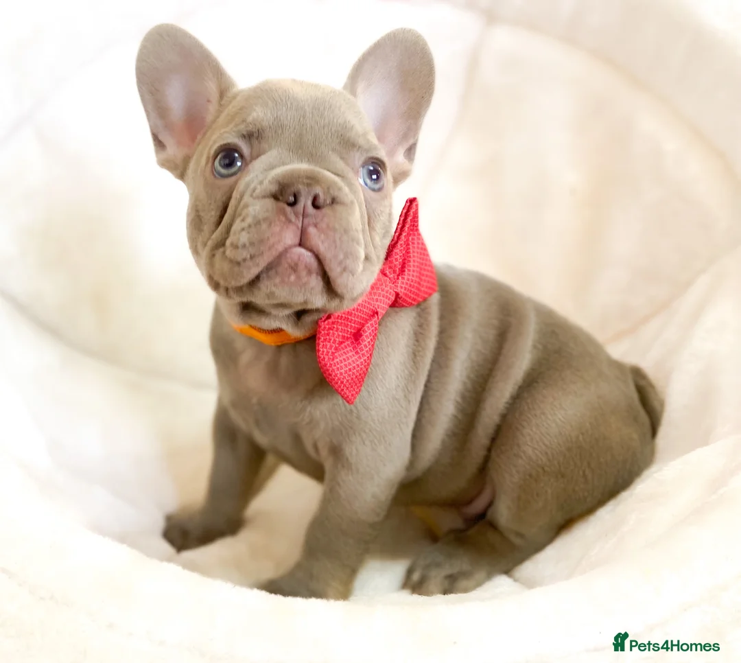 French Bulldog dogs for sale: NEWSHADE ISABELLA AND MERLE FRENCH BULLDOGS - Advert 9