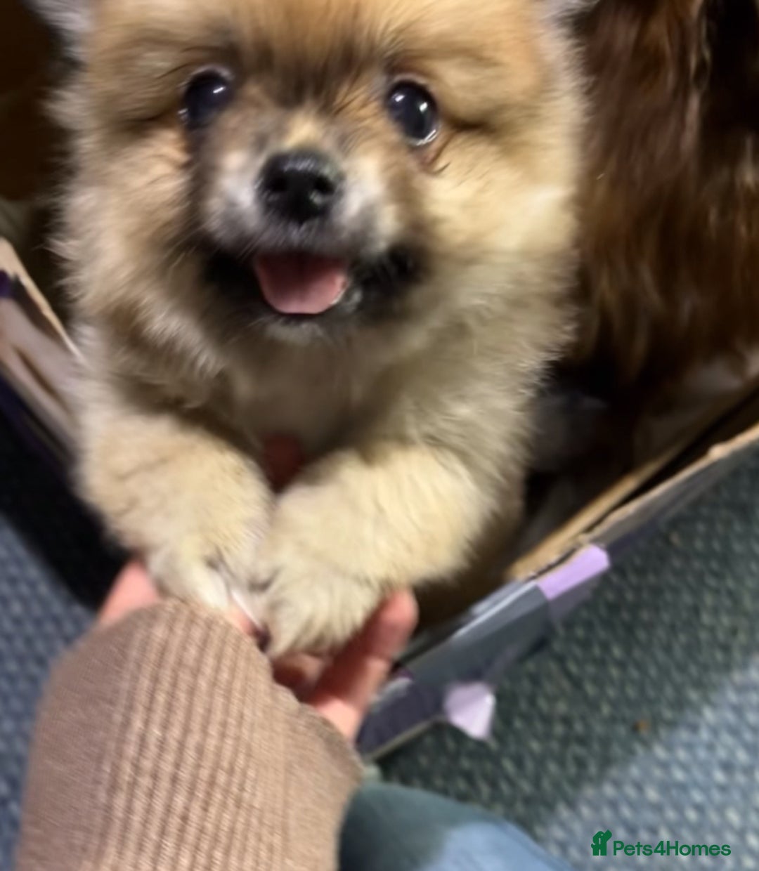 Pomeranian dogs for sale: Pom puppy for sale  - Image 13