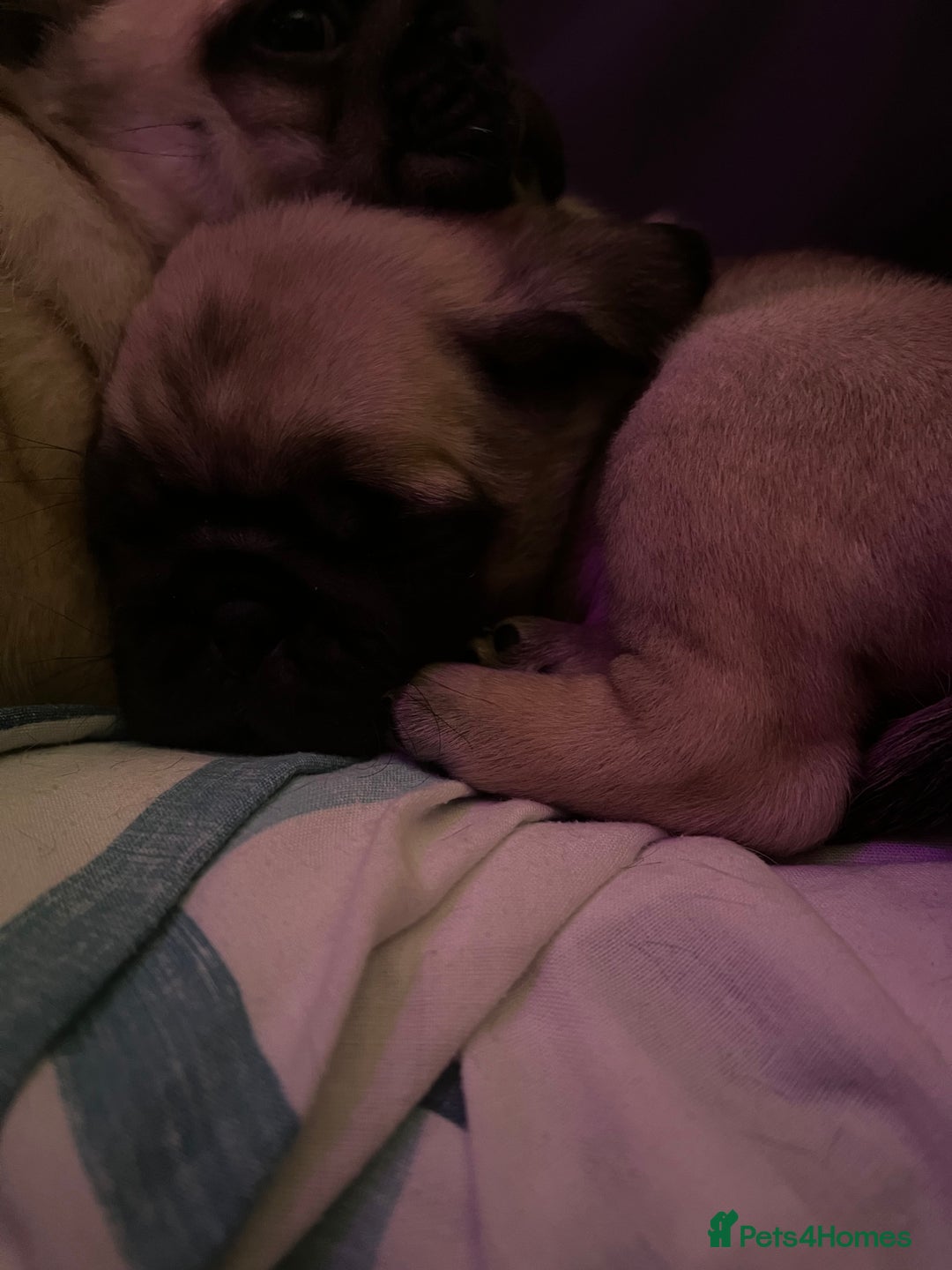 Pug dogs for sale: Pug puppies for sale  - Image 5