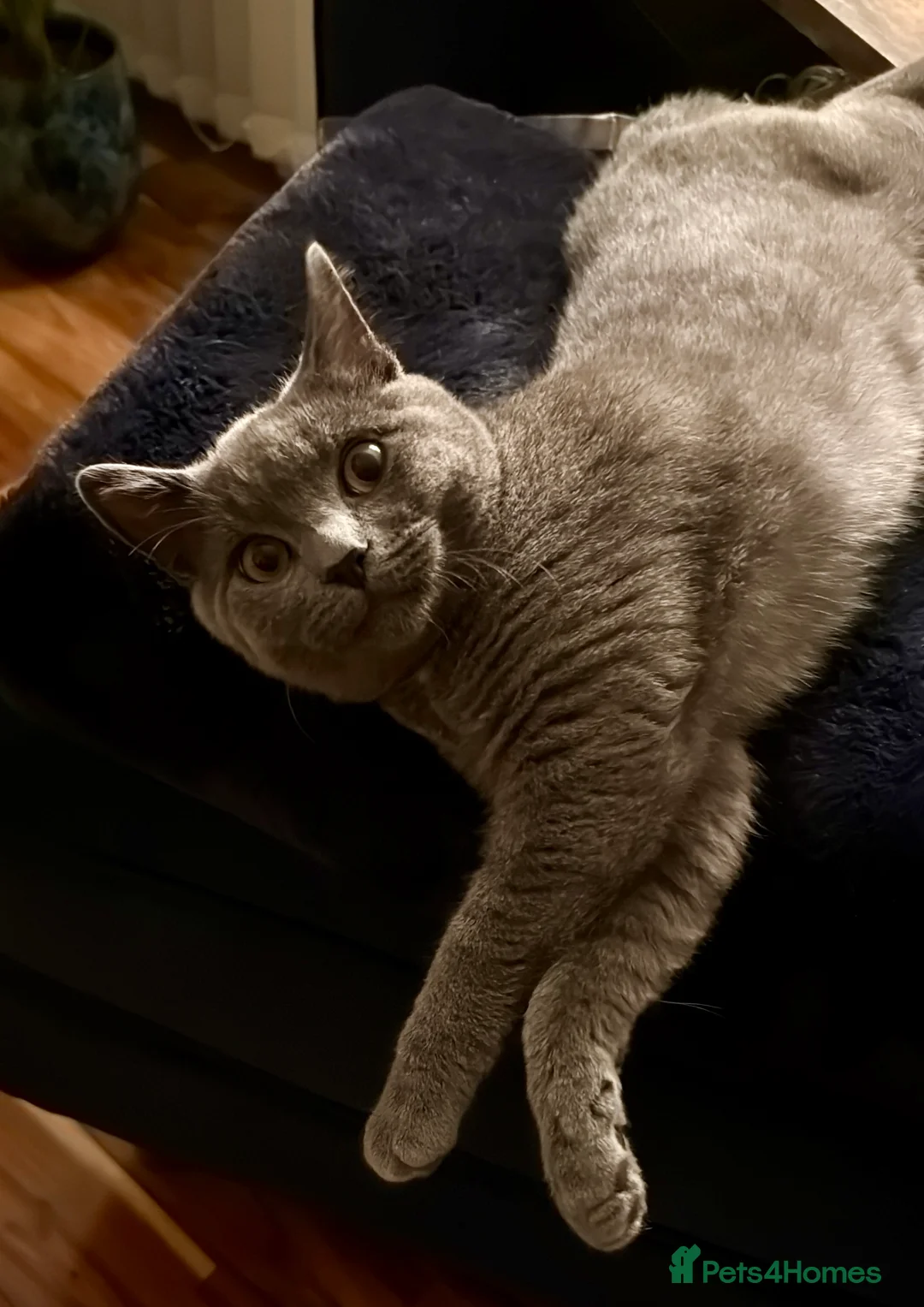 British Shorthair cats for sale: Male Grey British Shorthair Kitten 7 Months Old - Advert 2