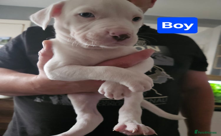 American Bulldog dogs - Advert 5