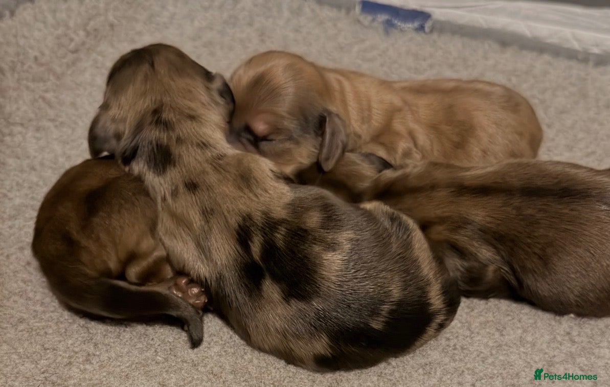 Miniature Dachshund dogs Shaded cream long hair puppies due soon   - Advert 11
