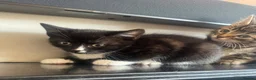 Mixed Breed cats for sale: 4, 8 week old kittens  - Advert 24