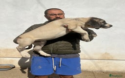 Anatolian Shepherd dogs for sale: Malakli Puppies - Image 32