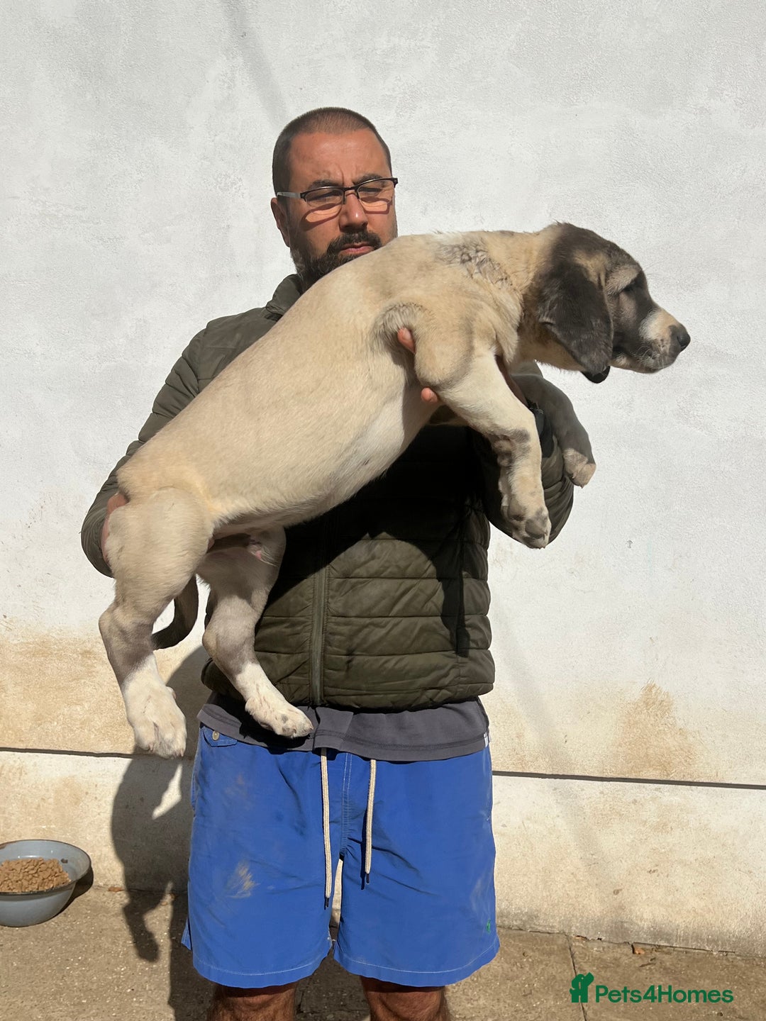 Anatolian Shepherd dogs for sale: Malakli Puppies - Image 32