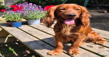 Mixed Breed dogs - Advert 4