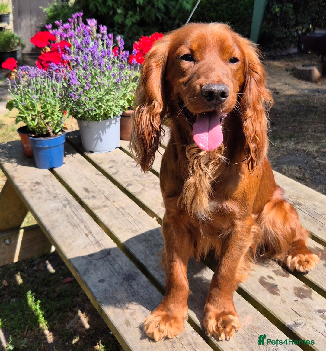 Mixed Breed dogs for sale: Gorgeous 3/4 cocker spaniels - Image 2