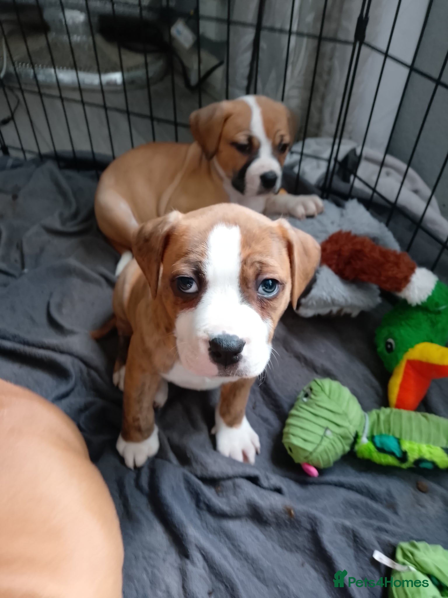 American Bulldog dogs American bulldogs - Advert 3