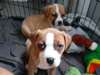 American Bulldog dogs American bulldogs - Advert 3