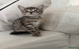 Mixed Breed cats for sale: Mixed breed cats ready now - Image 4